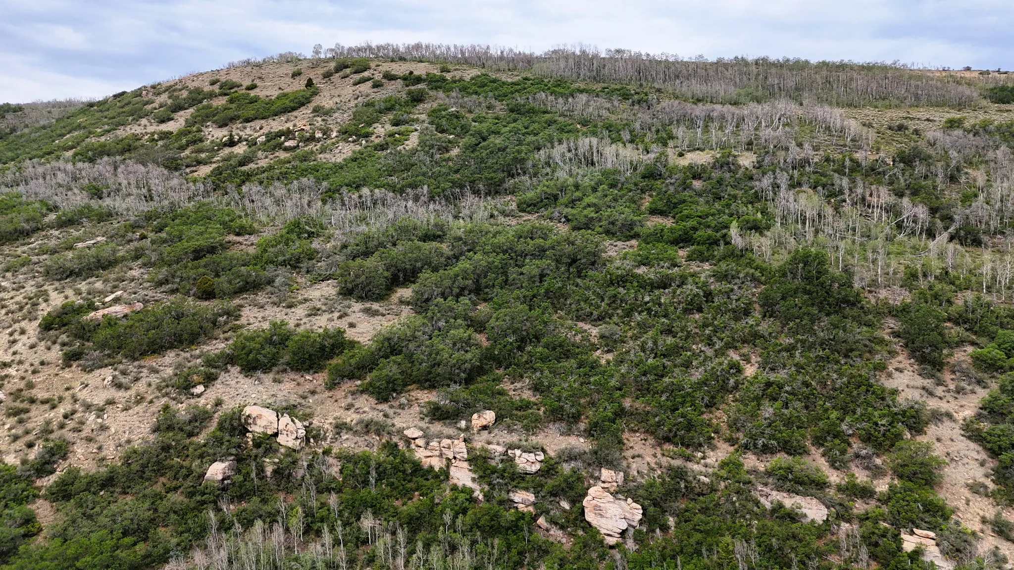 Expansive hillside terrain featuring varied vegetation, including green shrubbery and light-colored deciduous trees