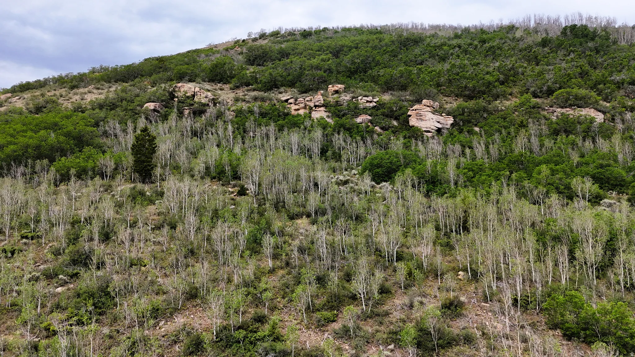 Wooded hillside featuring a mix of deciduous and evergreen trees, exposed rock formations, and varied natural terrain