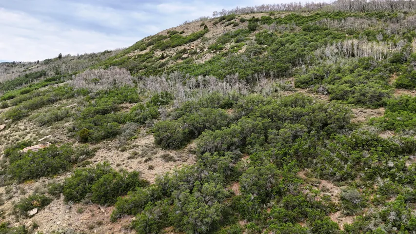 Sloping mountain terrain featuring varied natural foliage and exposed rock formations