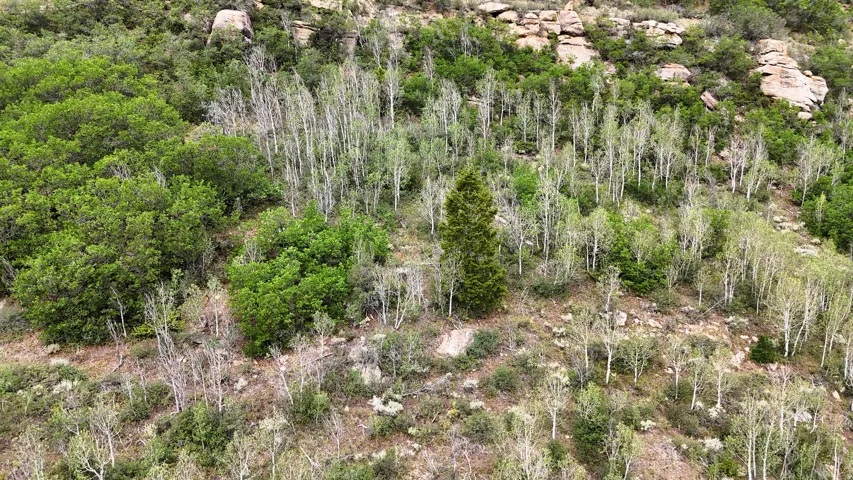 Sloping terrain featuring a diverse mix of deciduous and coniferous trees, including aspens and junipers