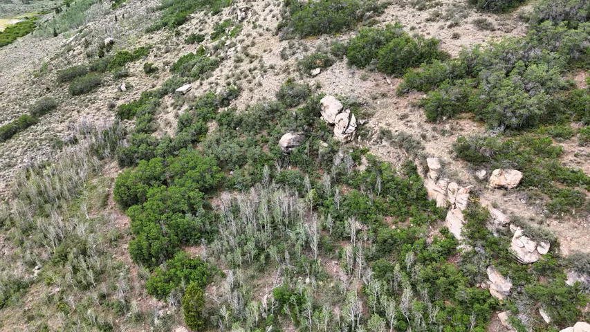 Sloping terrain featuring varied natural vegetation, including clusters of green foliage and light-colored deciduous trees