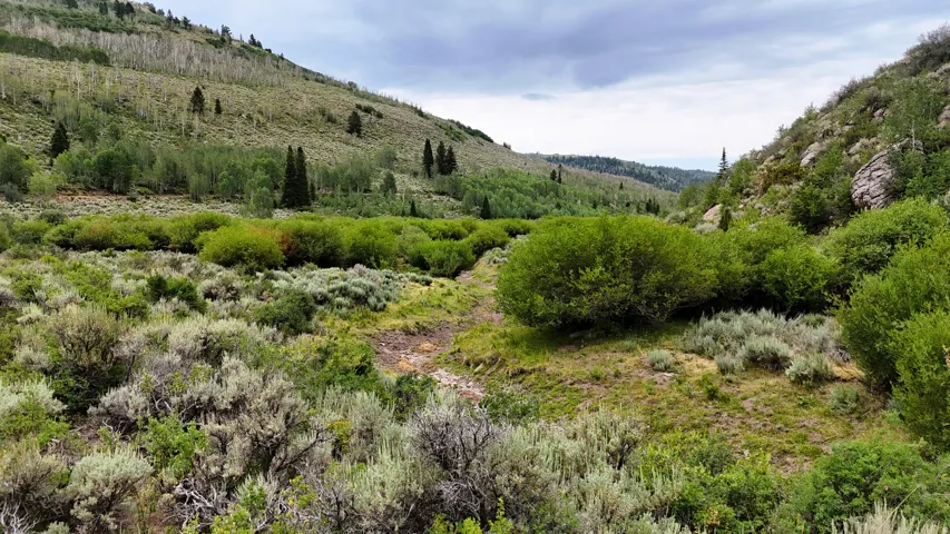 Expansive natural landscape featuring varied terrain with dense brush and scattered trees