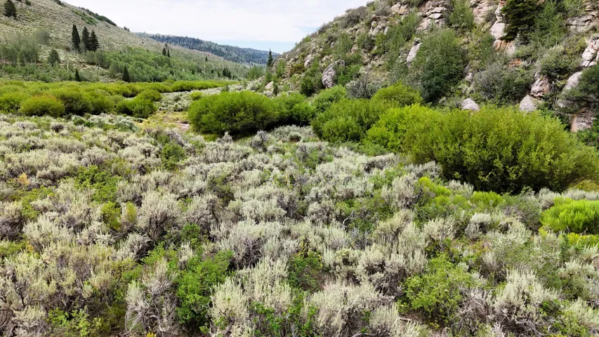 Expansive natural landscape featuring varied green foliage and mature trees, surrounded by rolling hills and rock formations