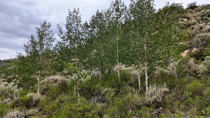 Mature aspen trees with vibrant green foliage