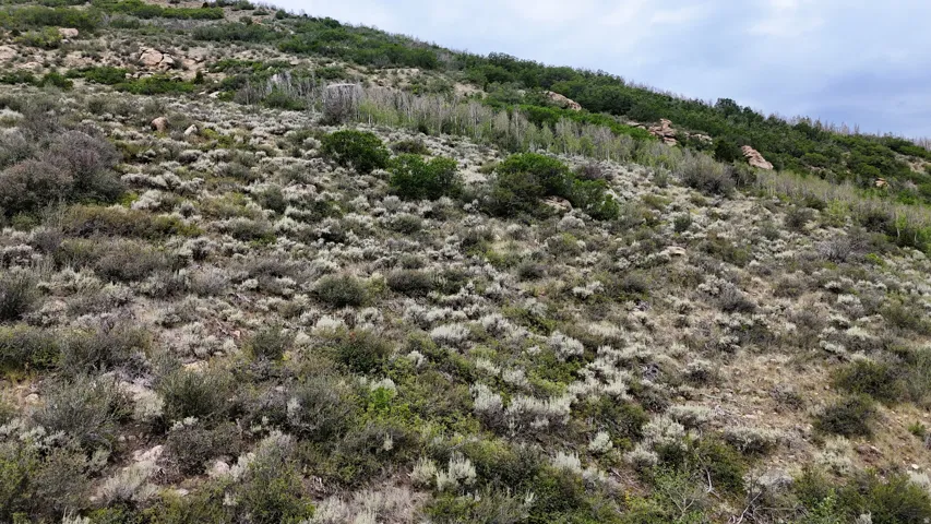 Sloping hillside terrain featuring varied natural vegetation and scattered rock formations