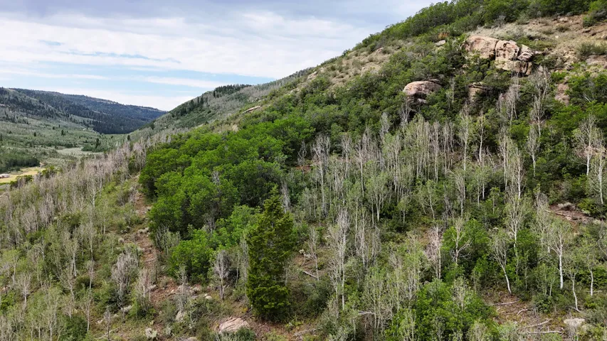 Expansive mountainous terrain featuring diverse tree coverage, including aspen and evergreen varieties