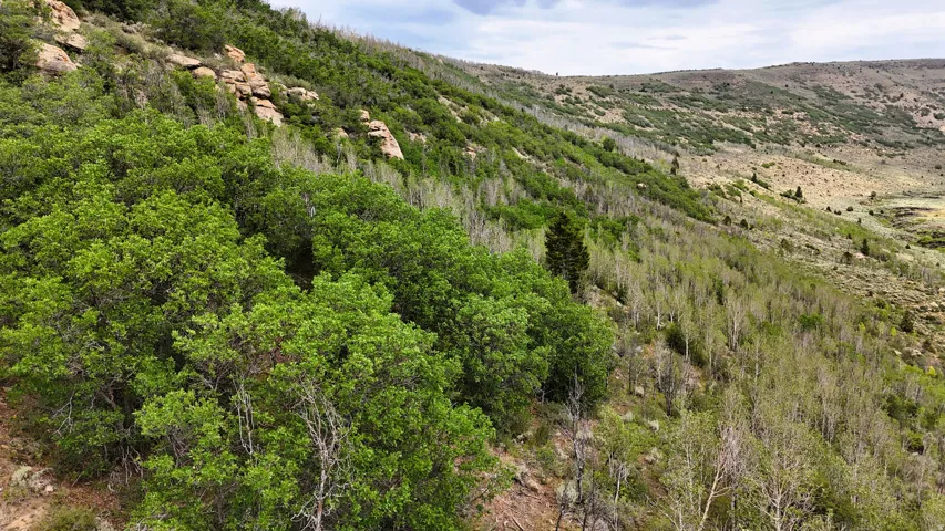 Expansive hillside property featuring diverse tree coverage, including lush green foliage and slender deciduous trees