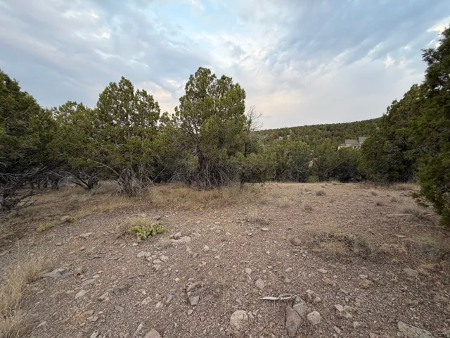 Natural landscape with mature evergreen trees and arid ground cover