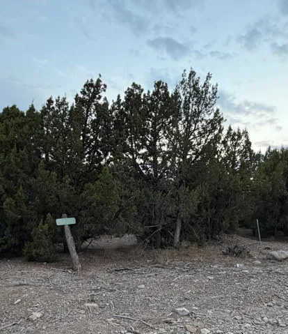 Natural landscape featuring dense evergreen foliage and a ground cover of earth and small stones