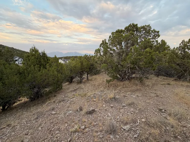 Expansive lot featuring natural desert landscaping and mature juniper trees