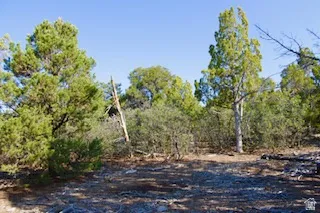Natural landscape featuring mature evergreen trees and varied undergrowth