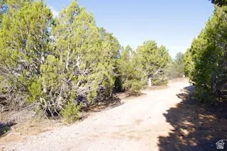 Unpaved access road bordered by mature evergreen trees