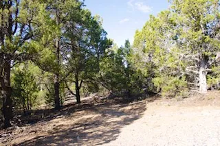 Natural desert landscape with diverse tree coverage and a dirt path