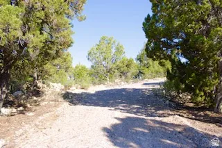 Gravel pathway bordered by mature evergreen trees