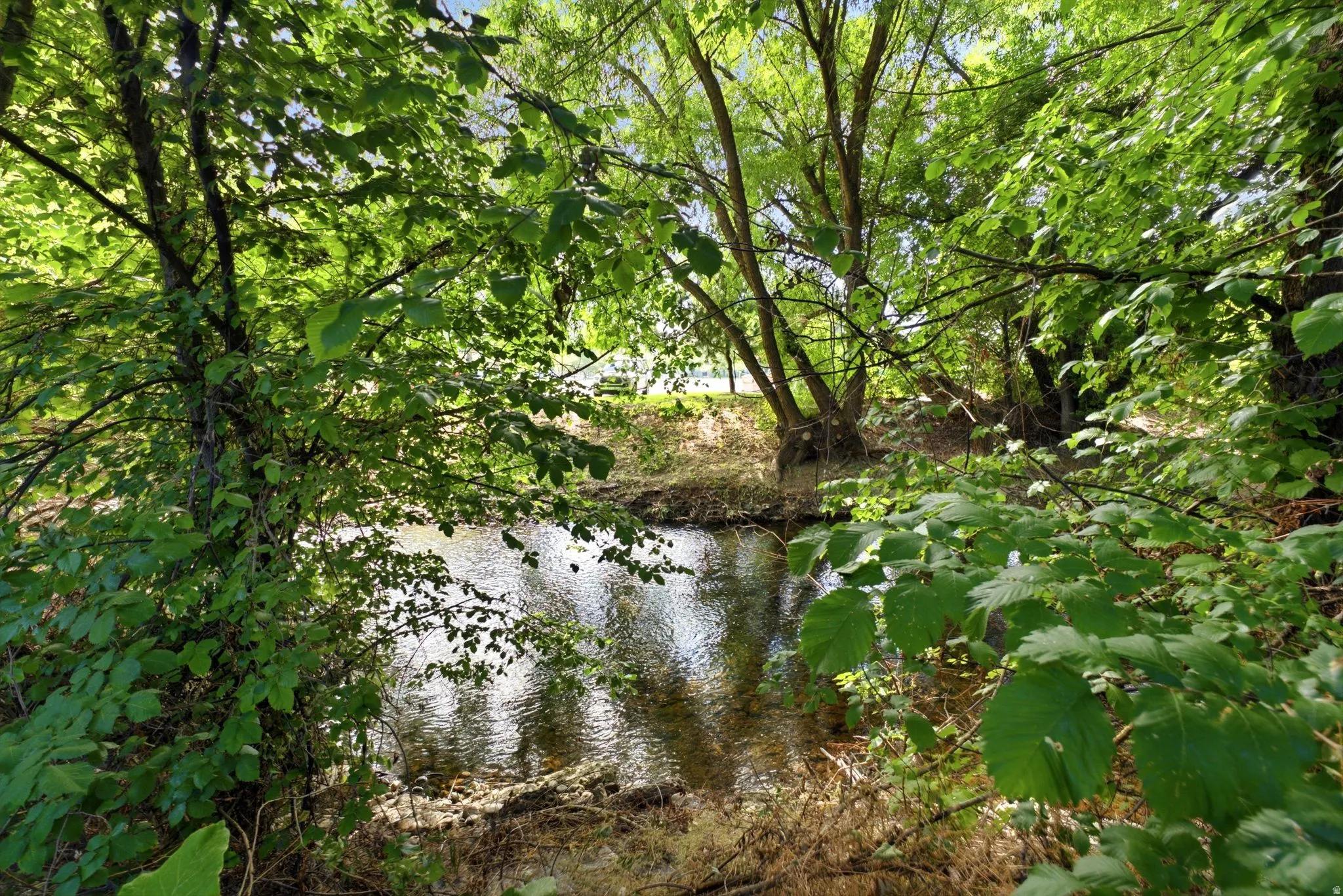 Natural waterway with lush green foliage and mature trees