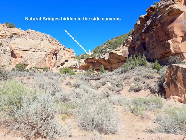 Natural Bridges in almost every canyon.