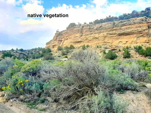 Rocky hillside featuring diverse native vegetation and a prominent sandstone cliff face.