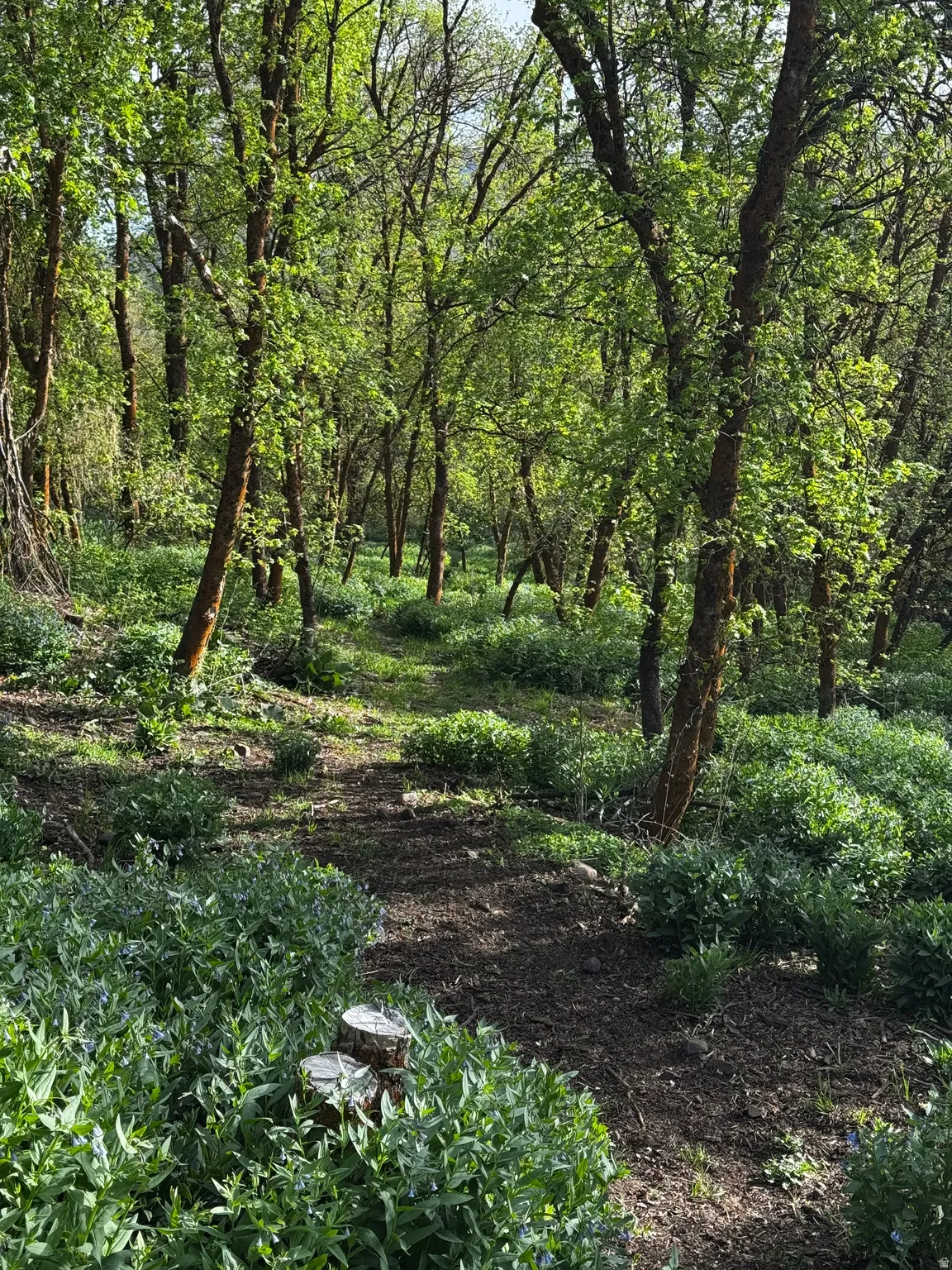Wooded acreage featuring a natural path, mature trees, dense undergrowth, and varied foliage