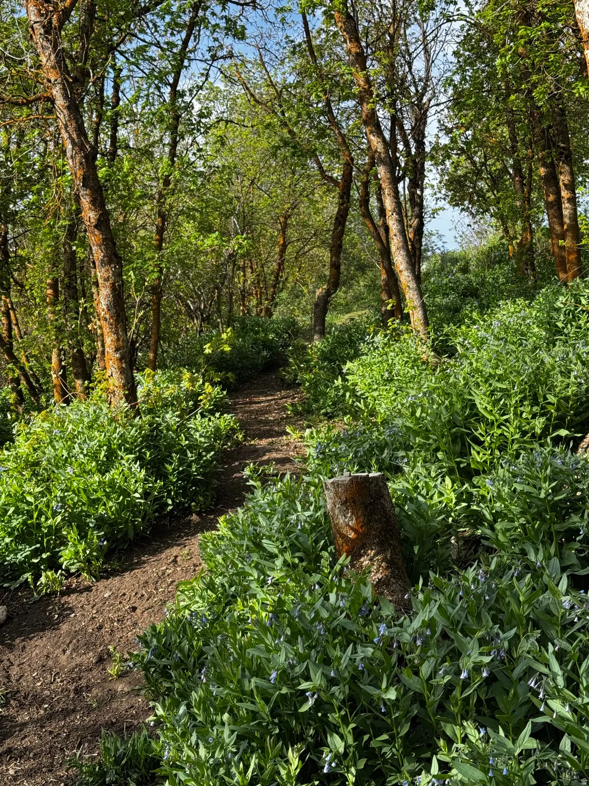Wooded natural landscape featuring a winding dirt path and lush green undergrowth