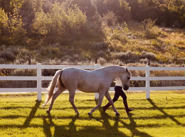Expansive green pasture with a white three-rail fence