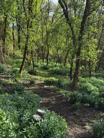 Wooded acreage featuring a natural path, mature trees, dense undergrowth, and varied foliage
