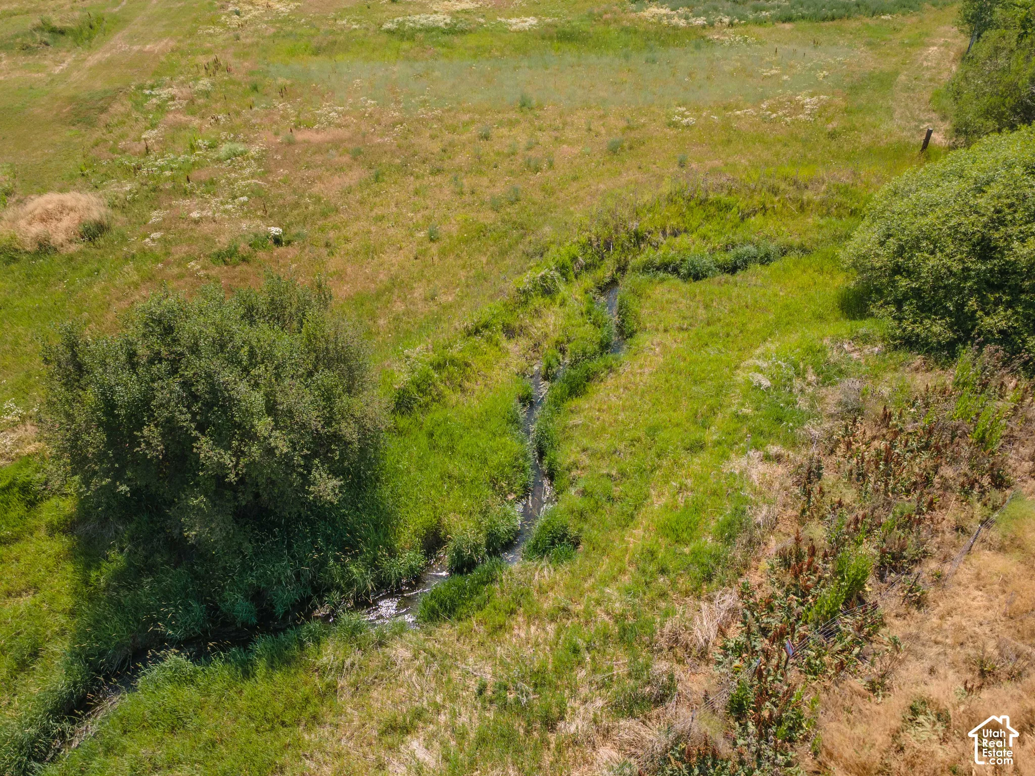 Natural stream traversing verdant and golden grasslands, accented by mature trees