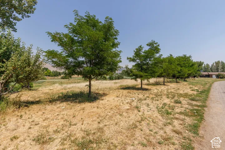 Fruit trees