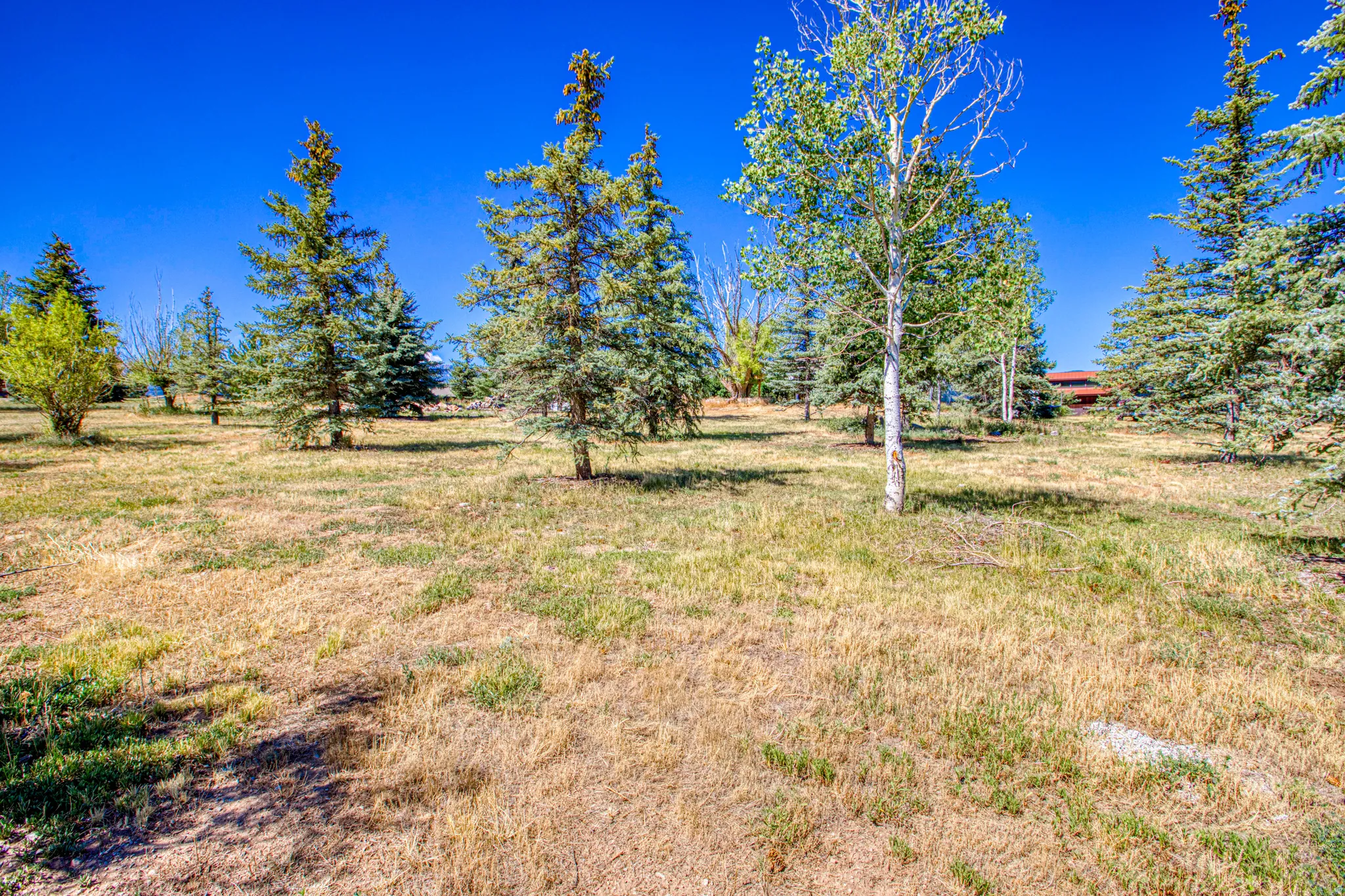 Open parcel featuring mature evergreen trees and deciduous saplings
