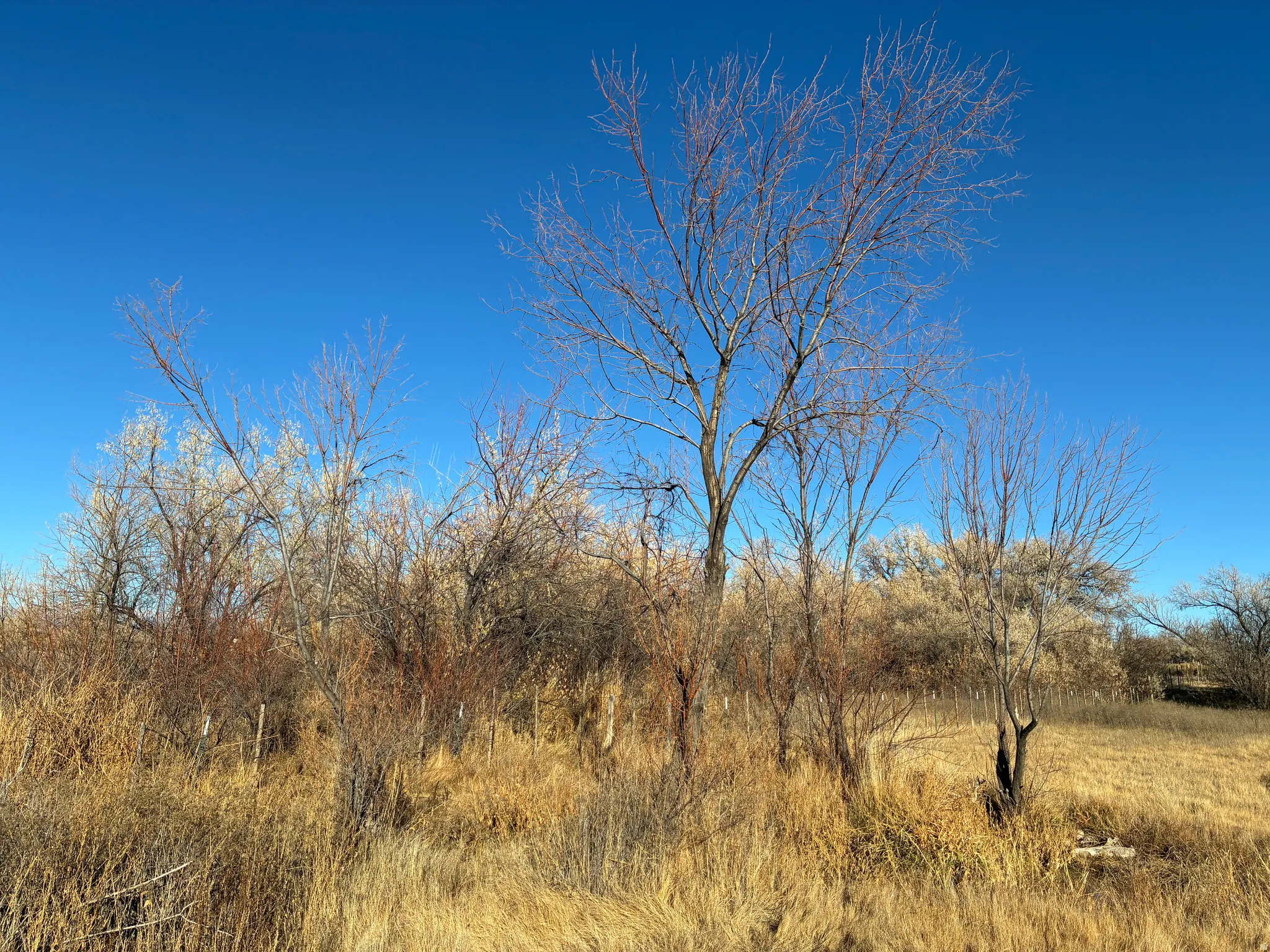 Expansive natural landscape featuring mature trees and golden grasses under a clear blue sky