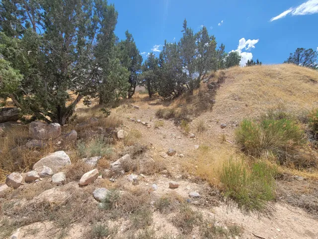 Natural landscape featuring mature evergreen trees and varied ground cover