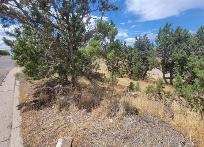 Natural landscaping featuring mature trees and a clear sky