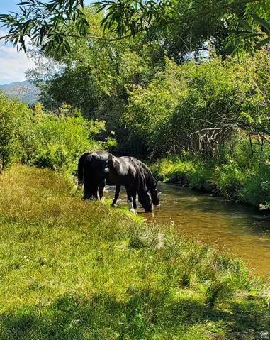 Natural stream with clear water and lush green banks