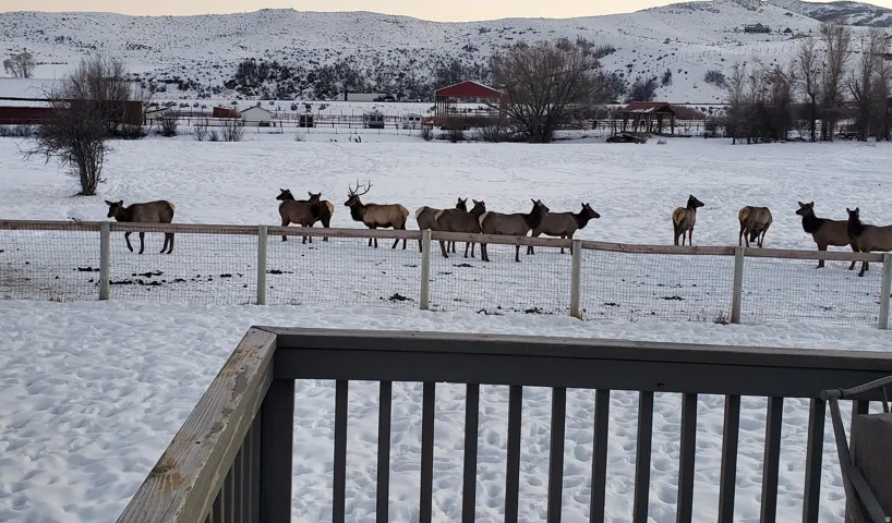 View from Owners Suite Deck of Winter Elk Friends