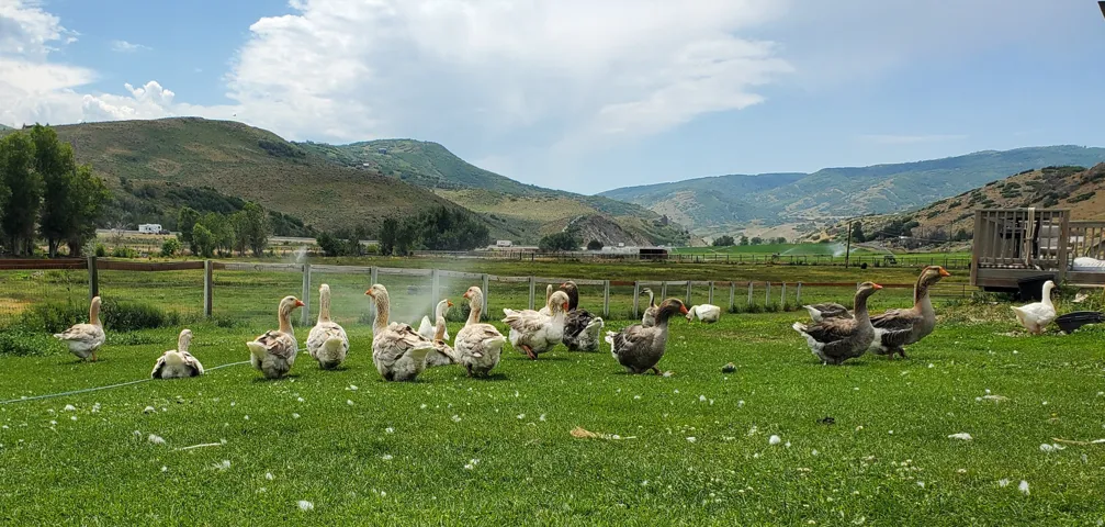 Previous Goose Friends, showing hobby farm potentials