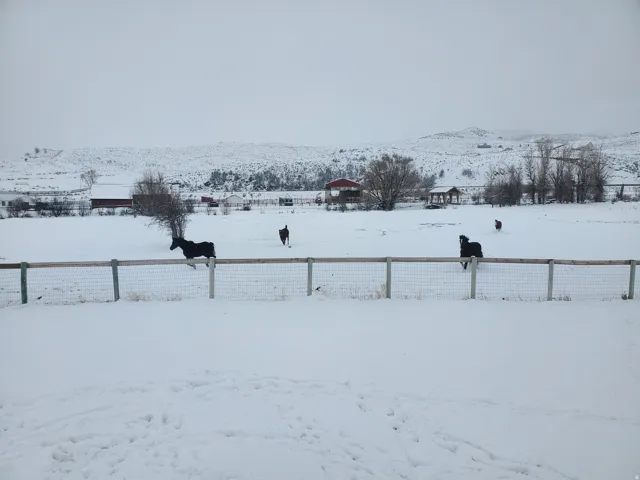 Resident Elk Friends in the winter