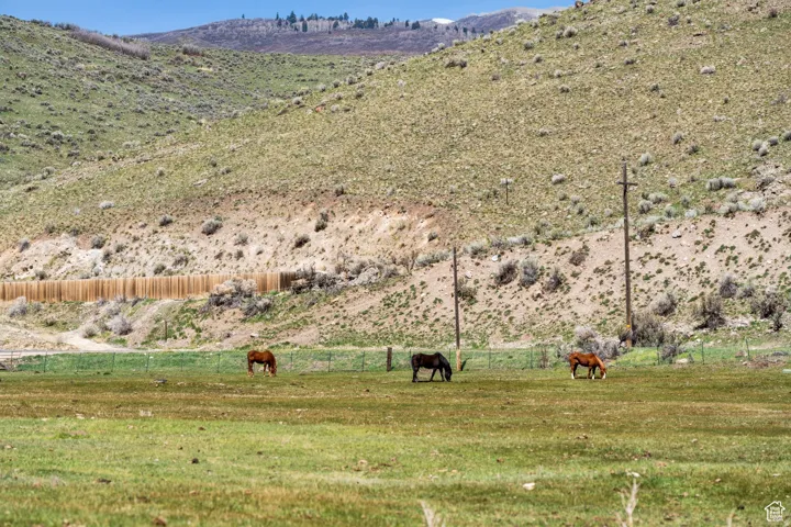 Past resident horses, showing potential of horse pasture.