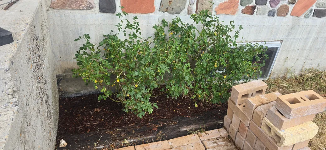 Landscaped planting bed with established shrubs and a window well
