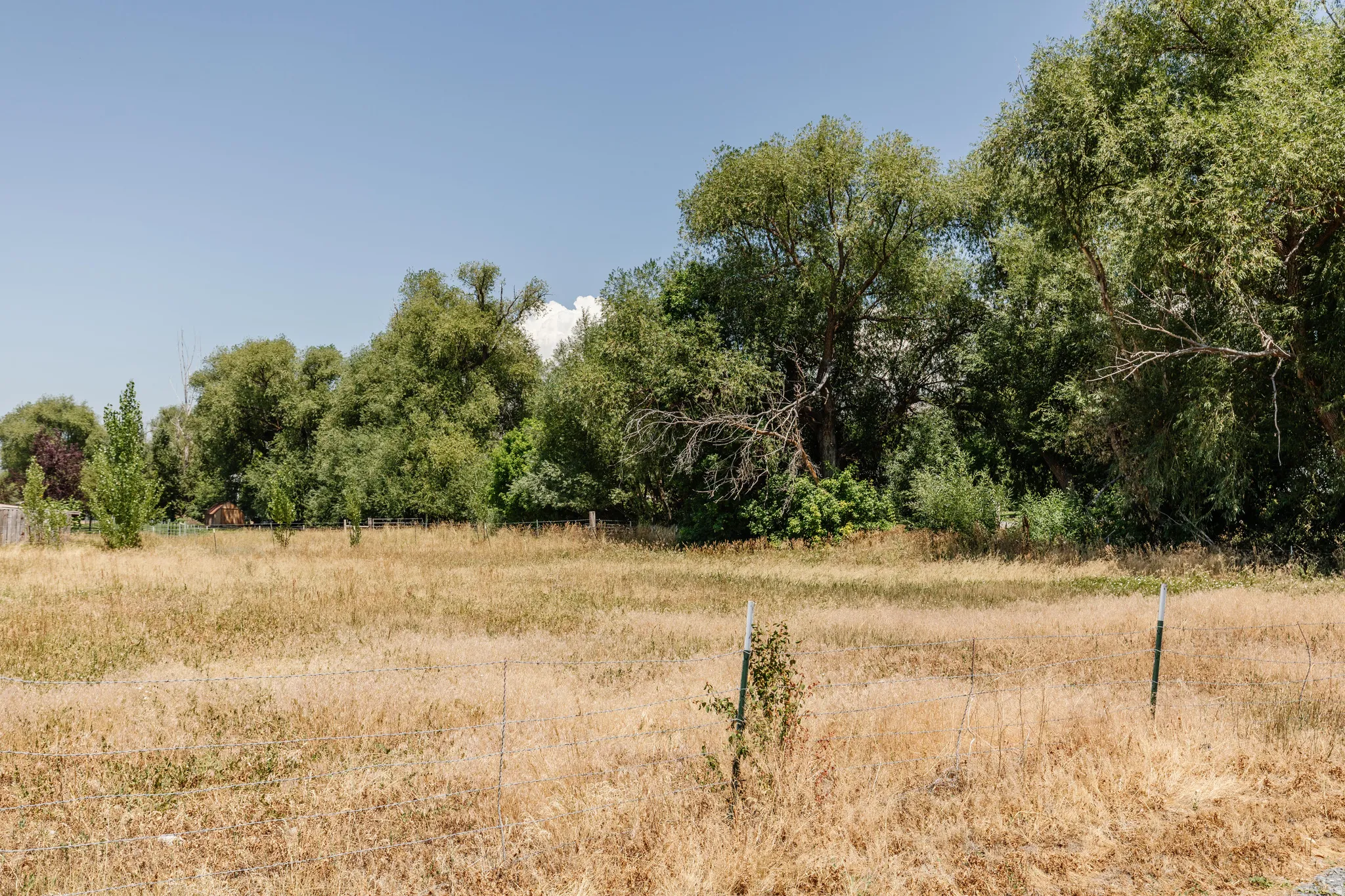 Expansive undeveloped land featuring natural vegetation and a dense tree line