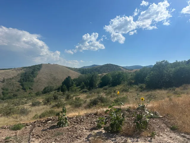 Expansive natural landscape featuring rolling hills, mature trees, and native vegetation under a clear sky