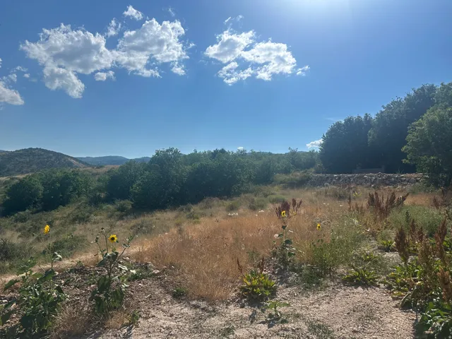 Expansive undeveloped acreage with rolling terrain and mature trees