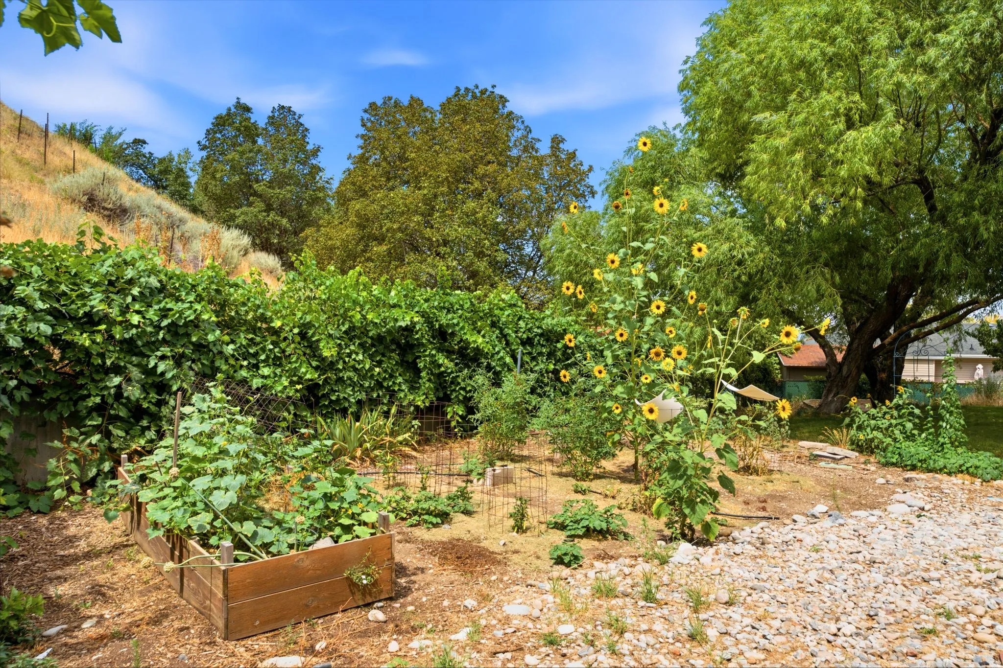 Established garden area featuring a raised planter box and mature sunflowers