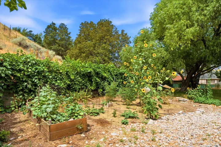Established garden area featuring a raised planter box and mature sunflowers