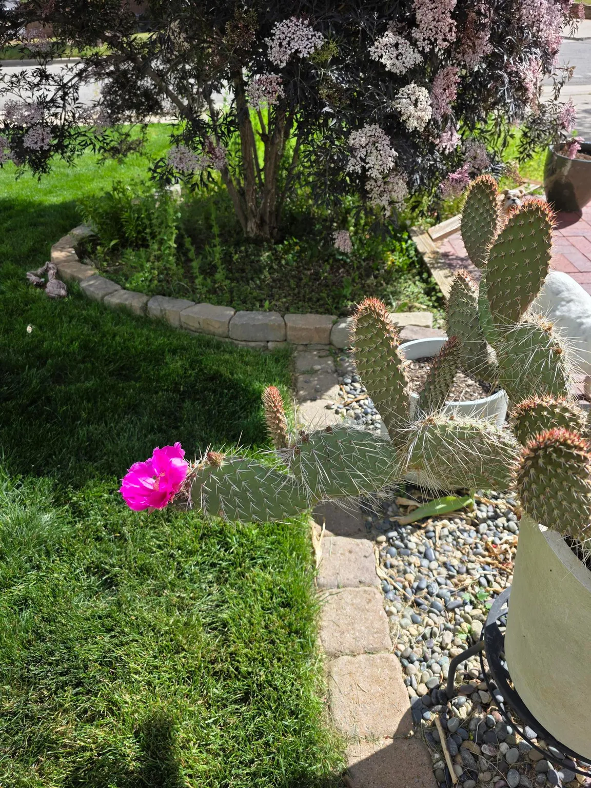 Lush green lawn bordered by a stone paver edge, featuring a blooming cactus with a vibrant pink flower