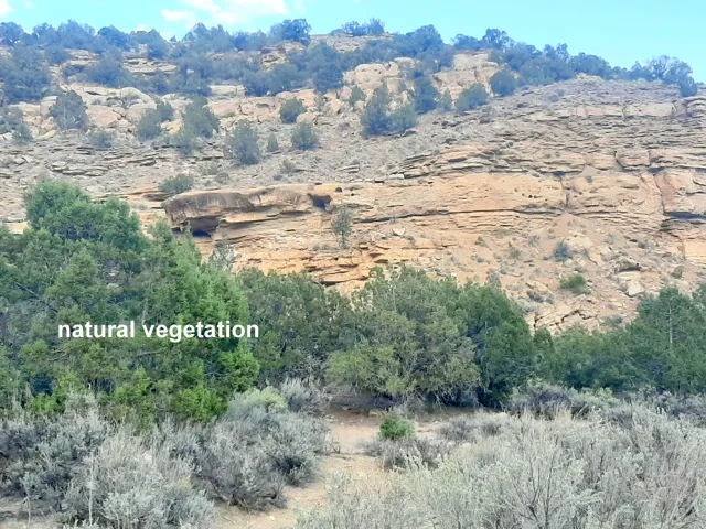 Steep rock formation with natural vegetation, including evergreen trees and various shrubs