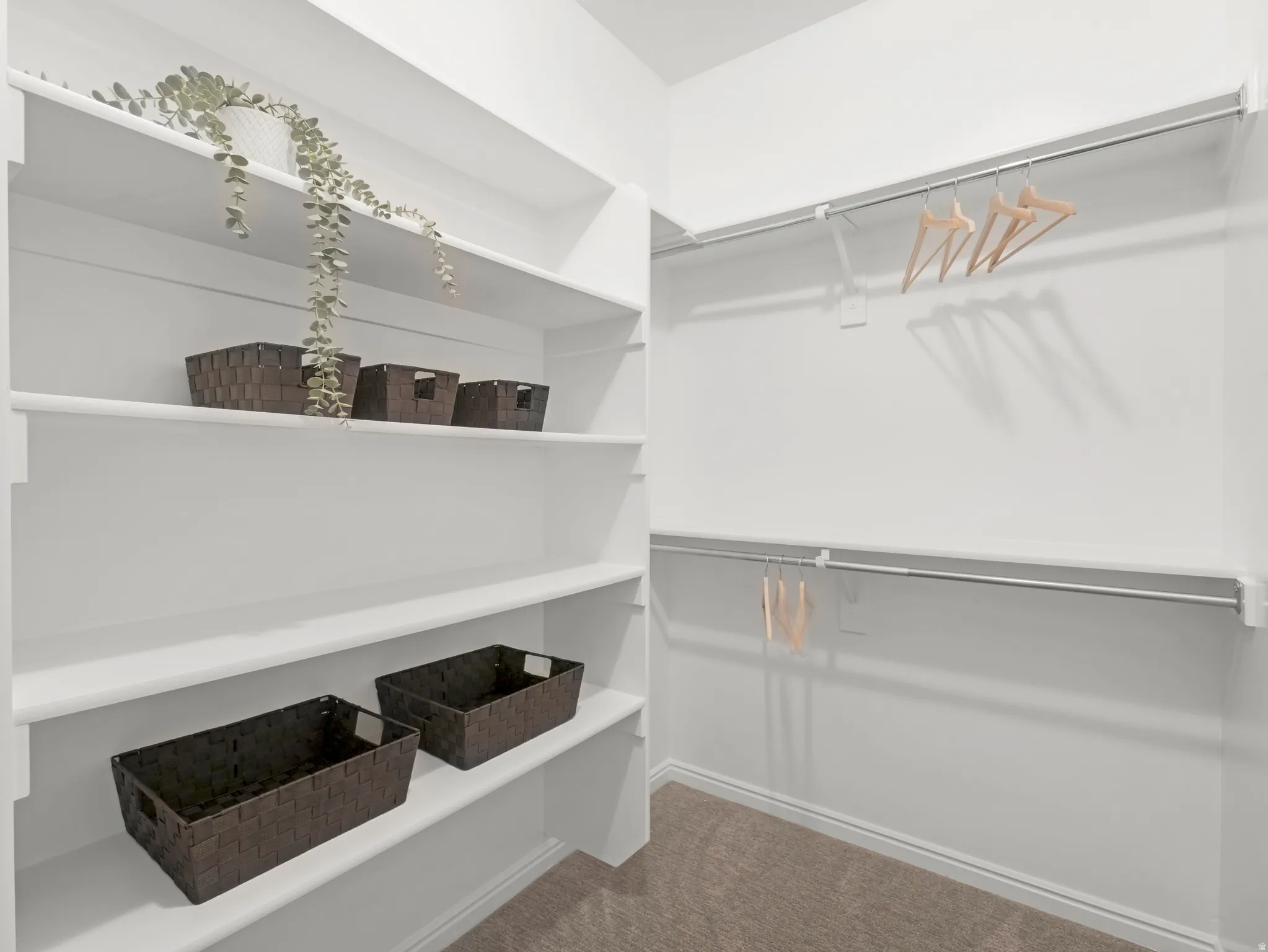 Walk-in closet featuring extensive built-in shelving, multiple hanging rods, and carpet flooring