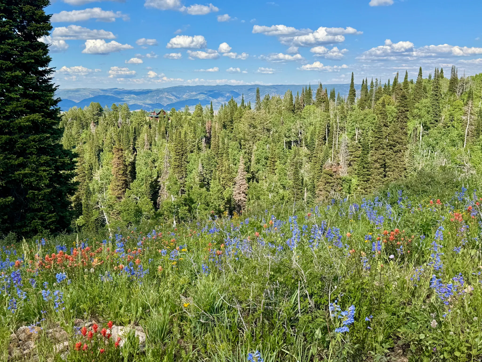 Expansive natural landscape featuring a diverse tree line and distant mountain ranges