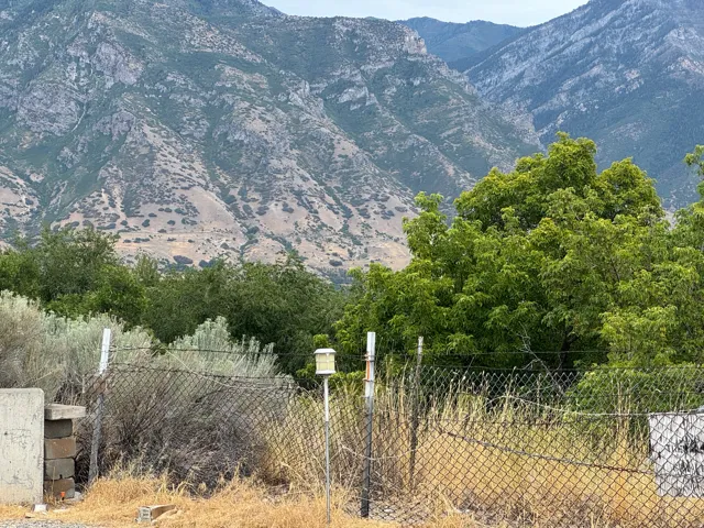 Mountain backdrop with diverse foliage
