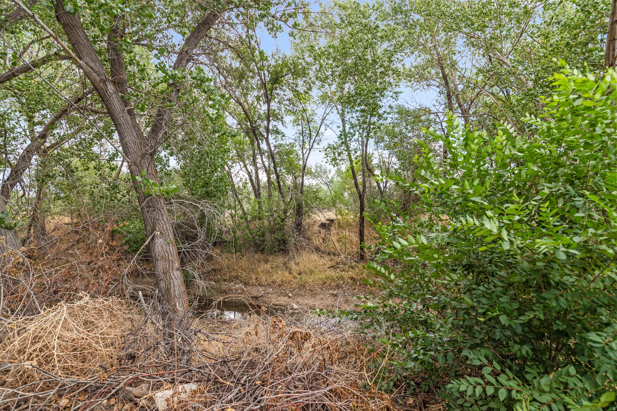 Wooded natural landscape featuring mature trees and diverse foliage