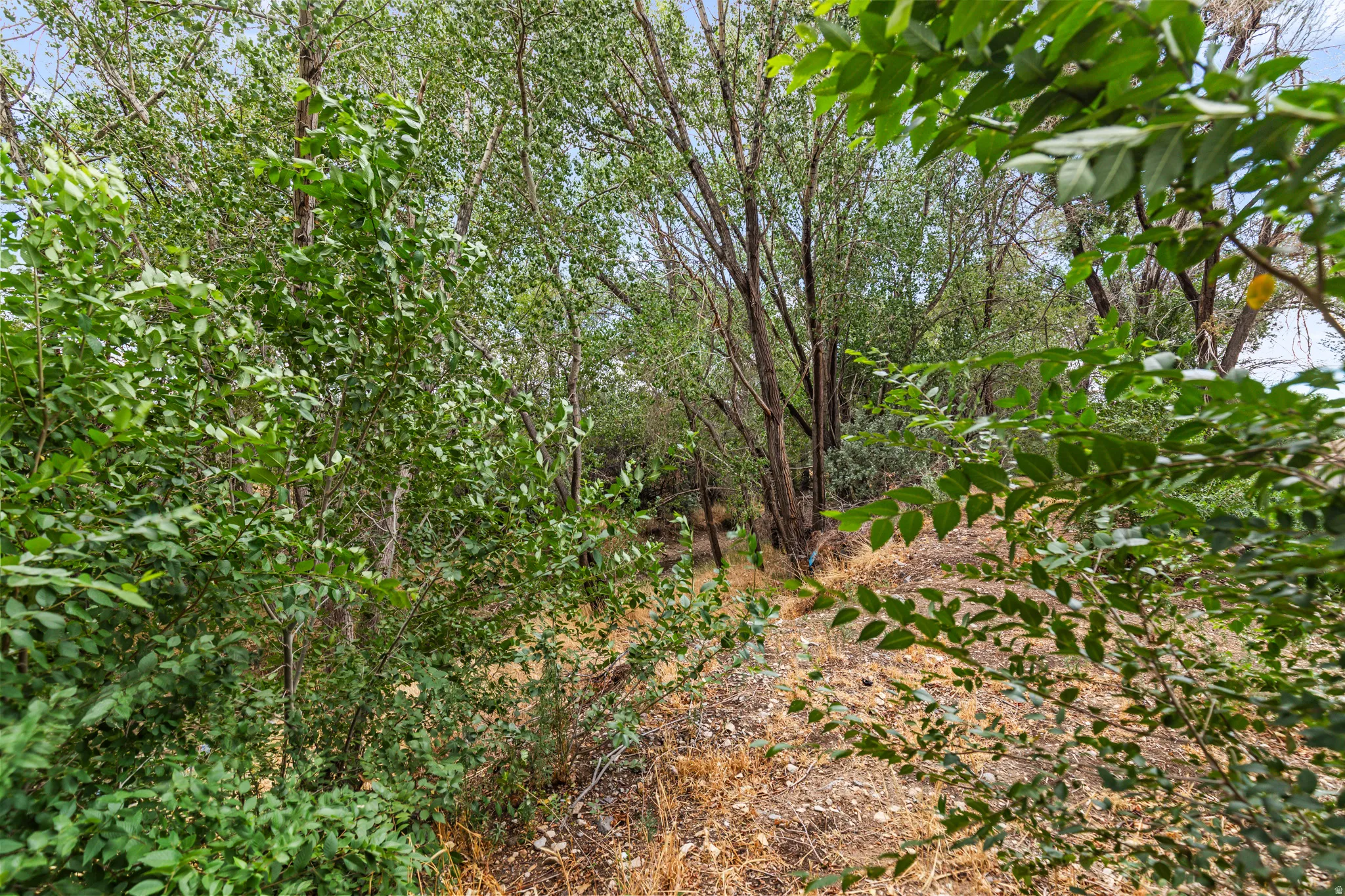 Lush natural landscape featuring abundant foliage and mature trees
