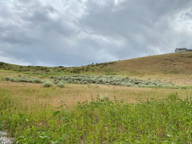 Expansive sloped terrain featuring natural grasses and shrubbery